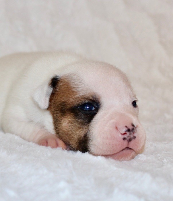 Quality Onde Perfect - Chiots disponibles - Staffordshire Bull Terrier