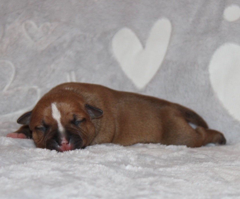 Quality Onde Perfect - Chiots disponibles - Staffordshire Bull Terrier
