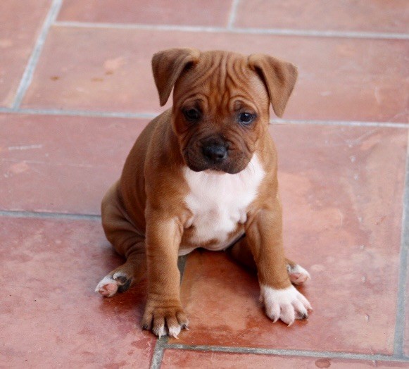 Quality Onde Perfect - Chiots disponibles - Staffordshire Bull Terrier