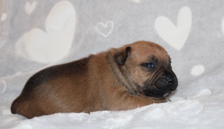 Quality Onde Perfect - Chiots disponibles - Staffordshire Bull Terrier