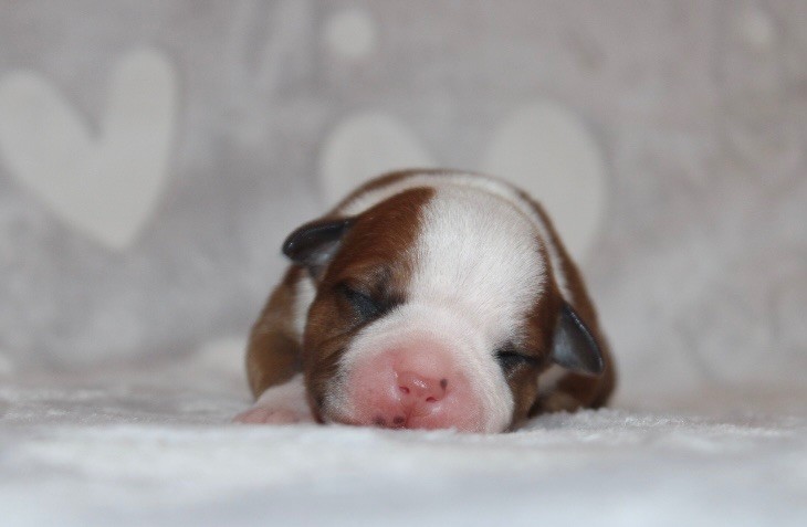Quality Onde Perfect - Chiots disponibles - Staffordshire Bull Terrier