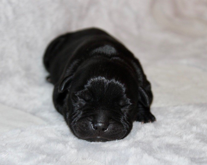 Quality Onde Perfect - Chiots disponibles - Staffordshire Bull Terrier