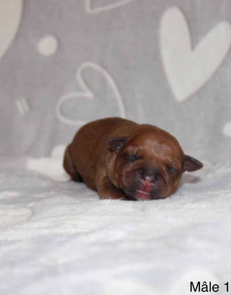Quality Onde Perfect - Chiots disponibles - Staffordshire Bull Terrier