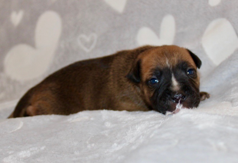 Quality Onde Perfect - Chiots disponibles - Staffordshire Bull Terrier