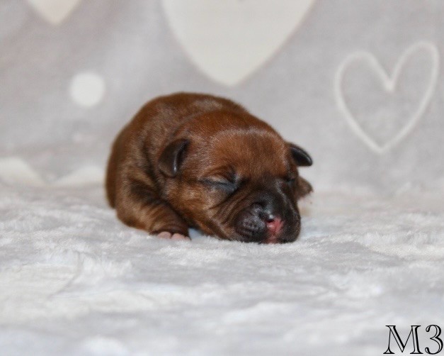 Quality Onde Perfect - Chiots disponibles - Staffordshire Bull Terrier