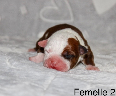 CHIOT