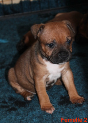 Femelle 2