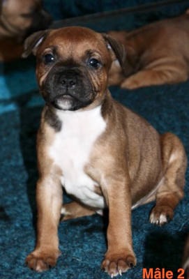 Mâle 2