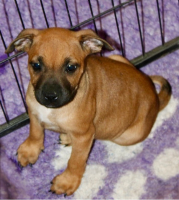 Femelle 3 disponible