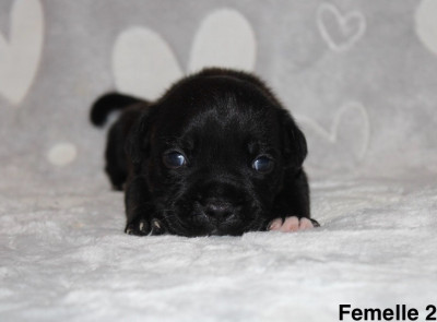Femelle 2