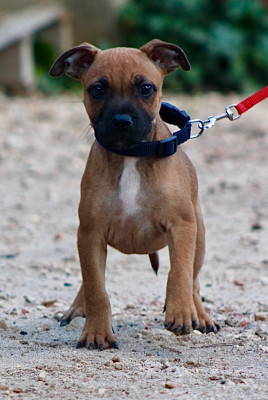 Femelle 3 disponible