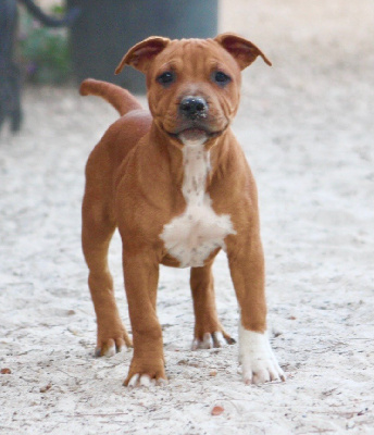 CHIOT