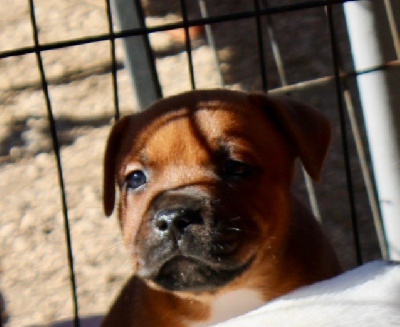 CHIOT