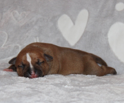 CHIOT