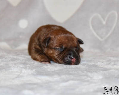 CHIOT