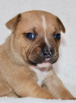 CHIOT