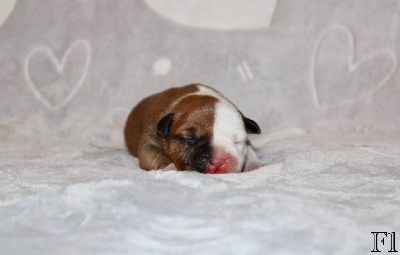 CHIOT