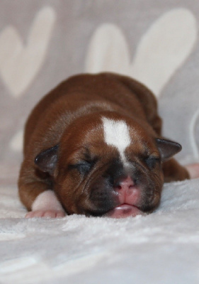 CHIOT