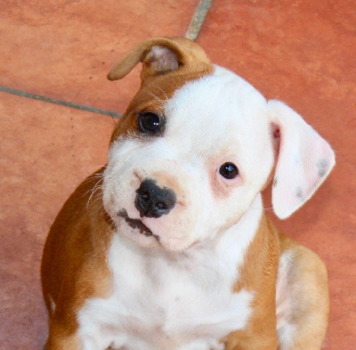 Disponible chiot femelle