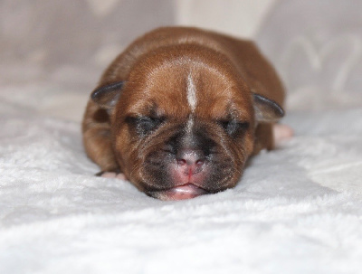 CHIOT