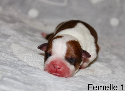CHIOT