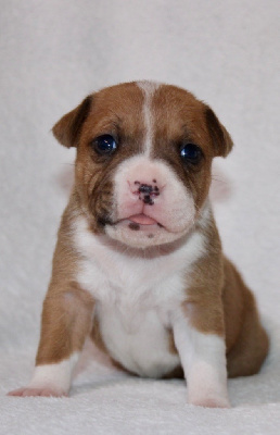 CHIOT