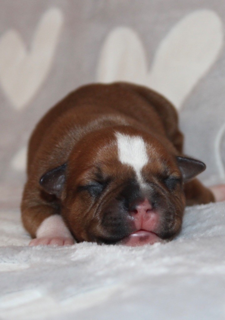 Quality Onde Perfect - Chiots disponibles - Staffordshire Bull Terrier