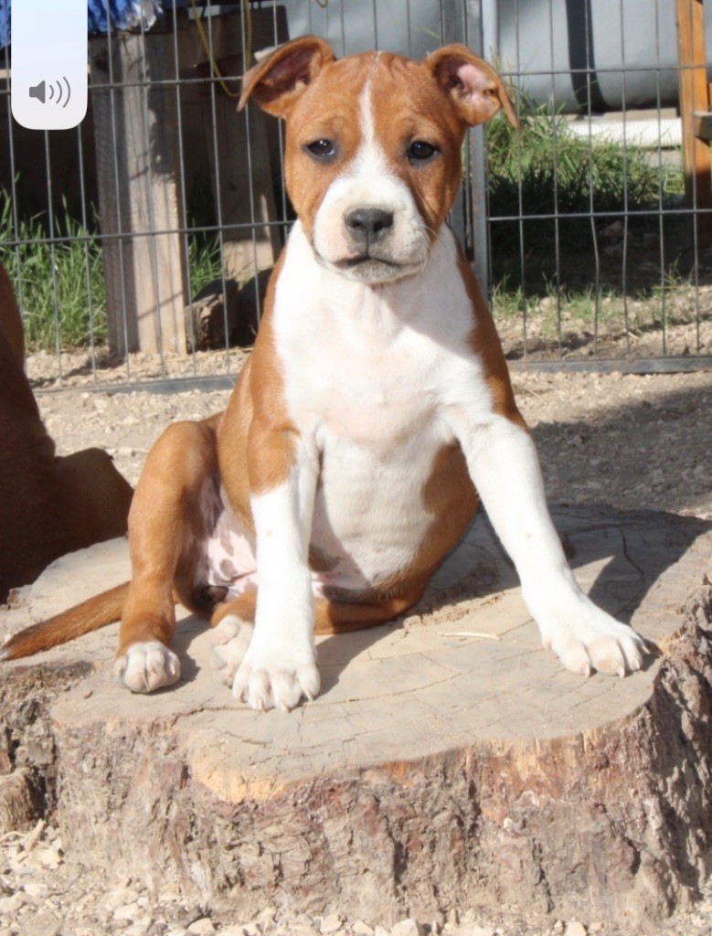 Quality Onde Perfect - Chiots disponibles - Staffordshire Bull Terrier