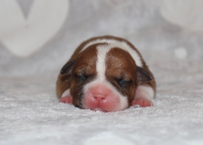 Quality Onde Perfect - Chiots disponibles - Staffordshire Bull Terrier