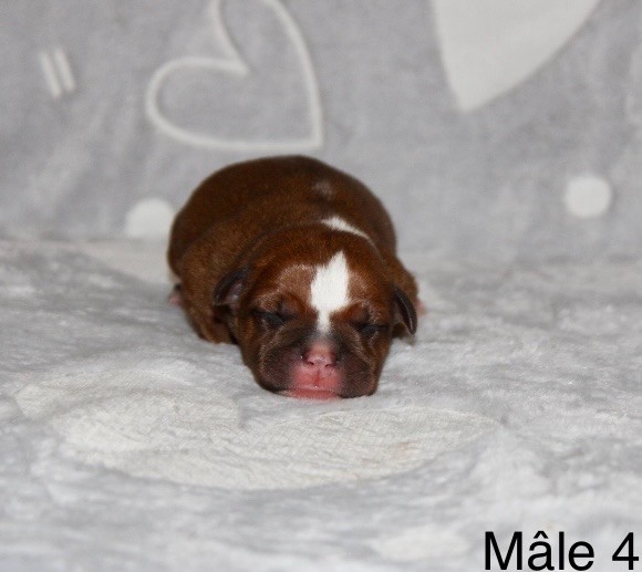 Quality Onde Perfect - Chiots disponibles - Staffordshire Bull Terrier