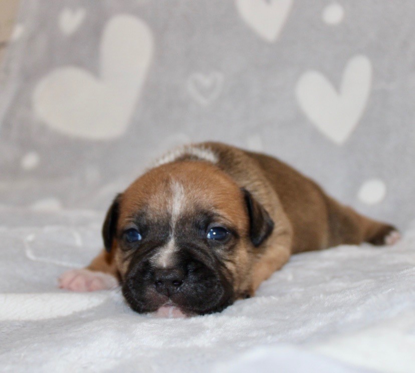 Quality Onde Perfect - Chiots disponibles - Staffordshire Bull Terrier