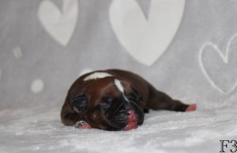 Quality Onde Perfect - Chiots disponibles - Staffordshire Bull Terrier
